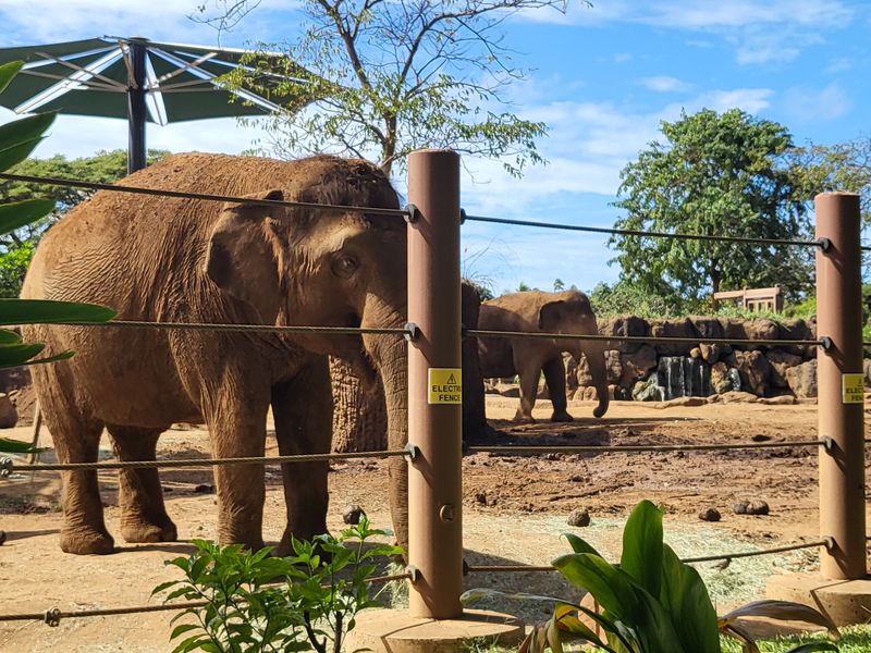 Hawaii – Honolulu Zoo – Honolulu
