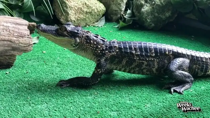 Weeki Wachee Springs