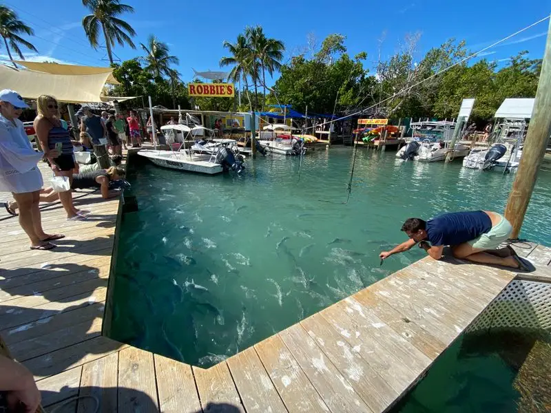 Feed the Tarpon at Robbie’s Marina (Islamorada)