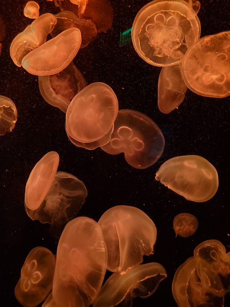 Jellyfish Drift Gallery