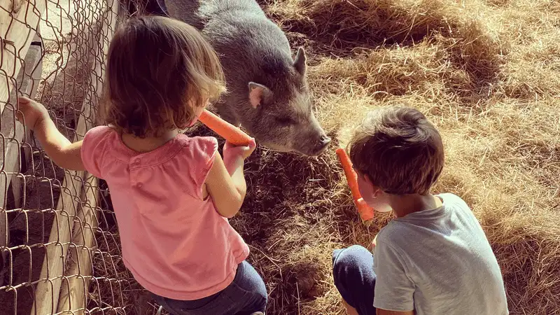 The Little Farm - Miami, Florida