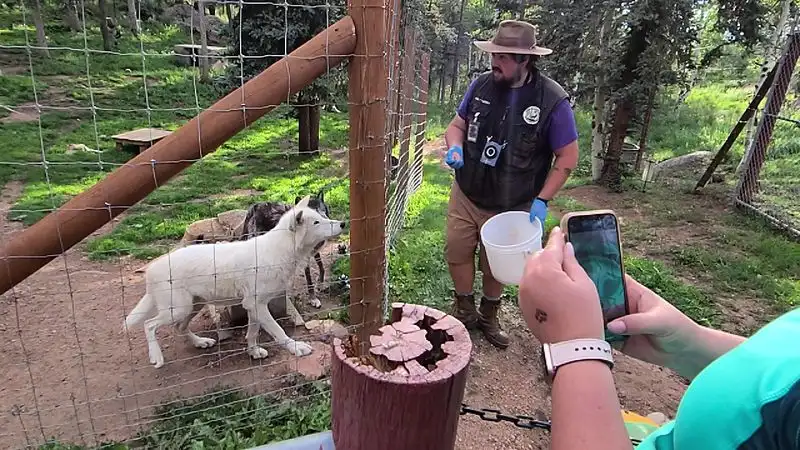 Feeding Time: front row to fang etiquette