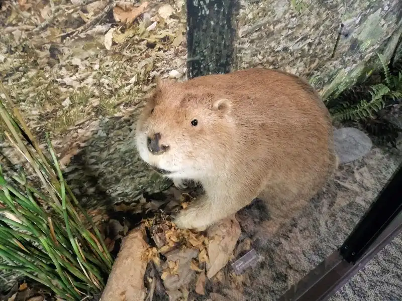 Wildlife Watching: Birds, Deer, and Quiet Mornings