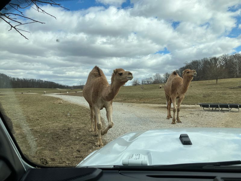 Drive Thru Safari In Your Own Vehicle