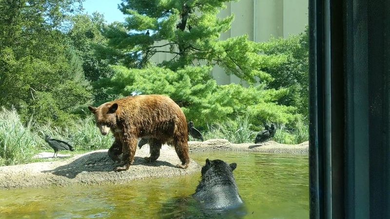 ZooAmerica: A respectful look at North American wildlife