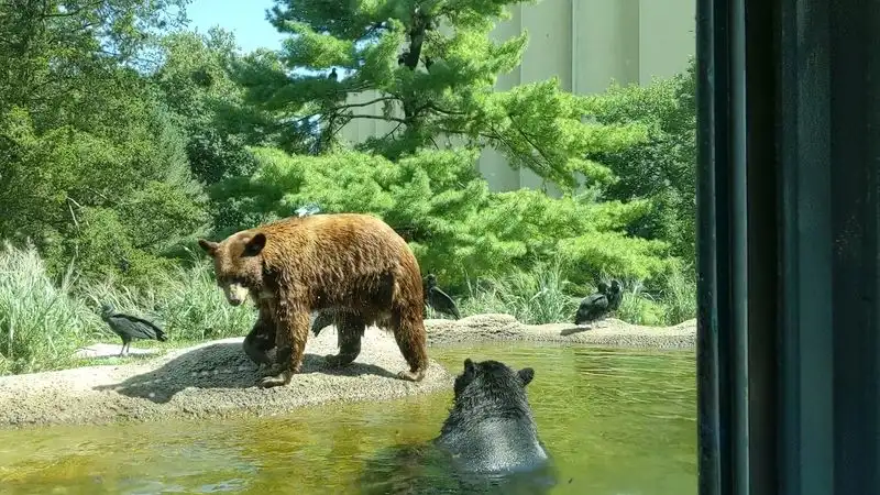 ZooAmerica: A respectful look at North American wildlife