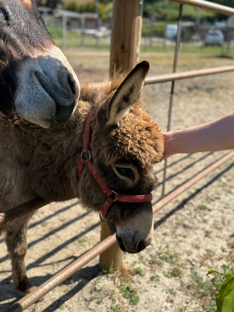 Interactive Farm Tours