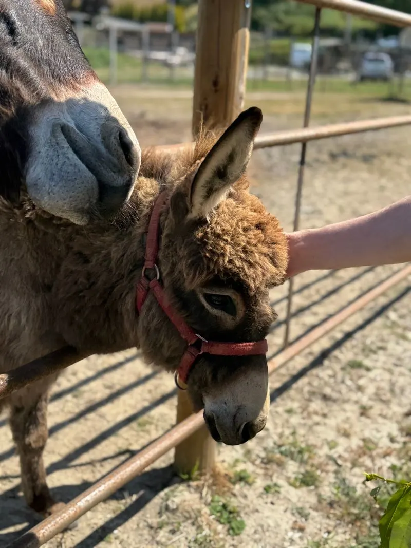 Interactive Farm Tours