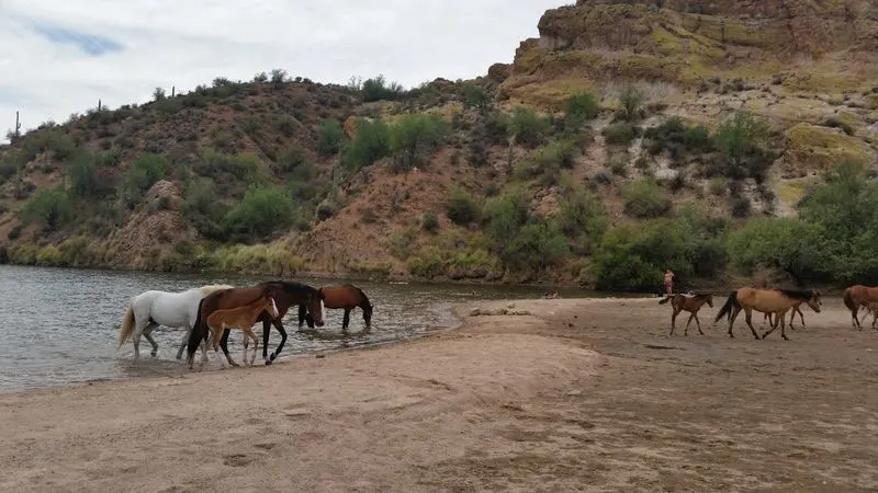 Wildlife viewing and respectful encounters