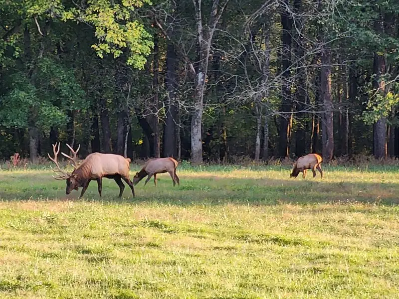 Elk Watching in Boxley Valley