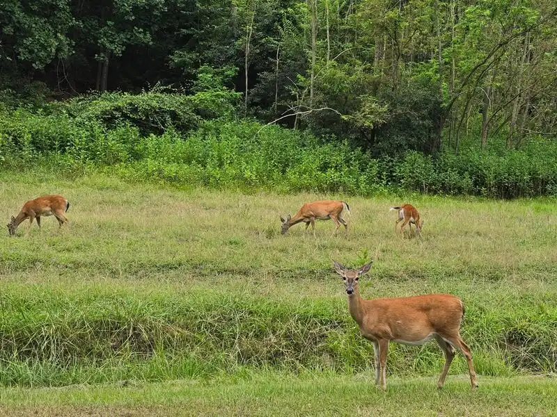 Eagle Watching and Wildlife Moments