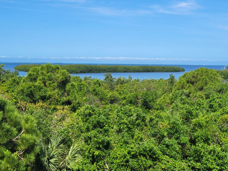 Pine Flatwoods Shady Cut