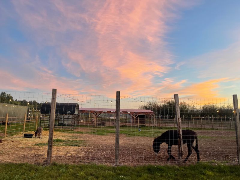 Sunrise Pasture Photography Session