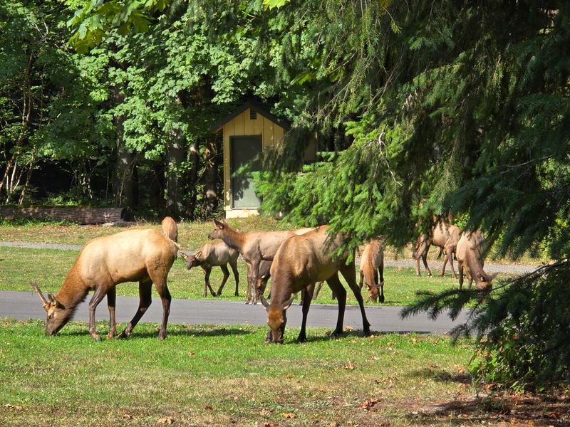 Elk Encounters at Dusk