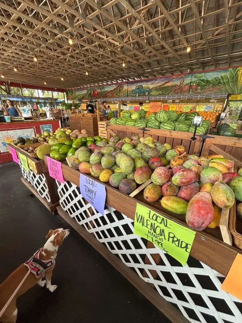 Budget Tips and Smart Shopping