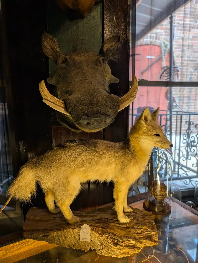 Taxidermy as art, not afterthought
