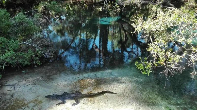 Safety notes, alligators, and slippery surfaces