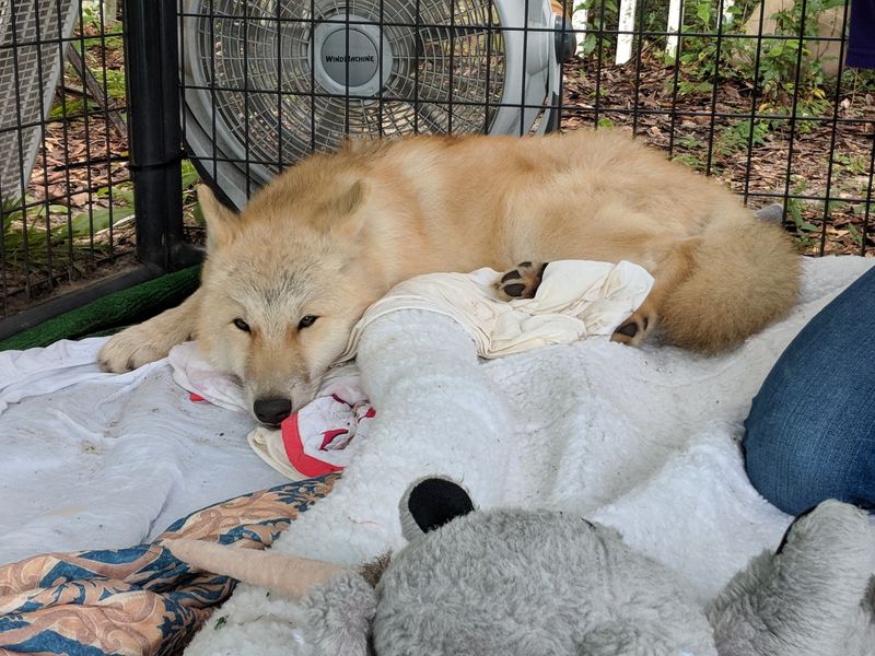 Ethics, Animal Choice, and Welfare Standards