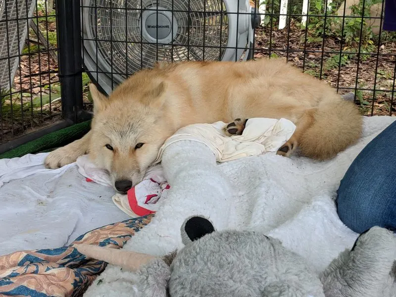 Ethics, Animal Choice, and Welfare Standards