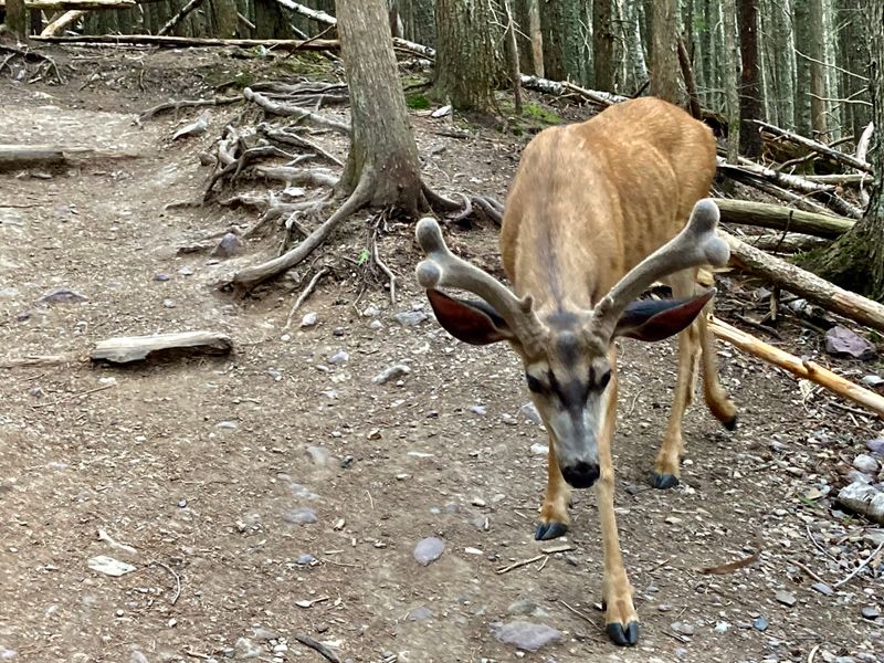 Avalanche Lake Trail &ndash; Glacier National Park, MT