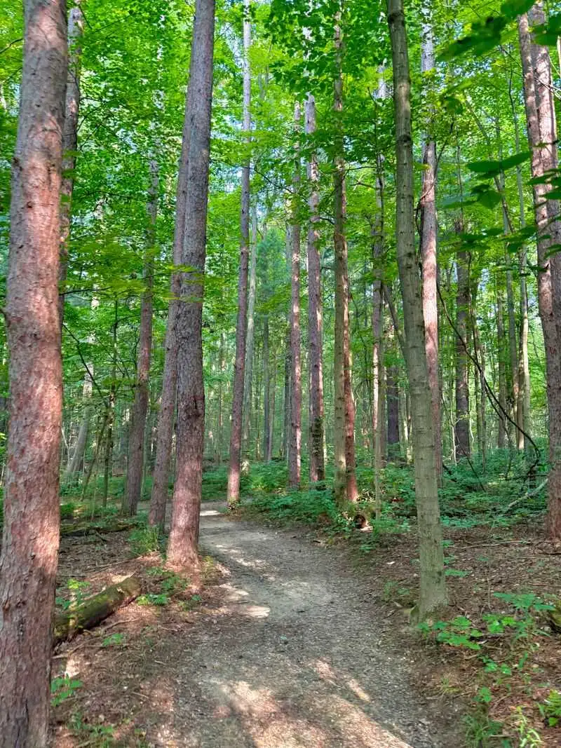 Pine Grove Trail&rsquo;s Forest Contrast