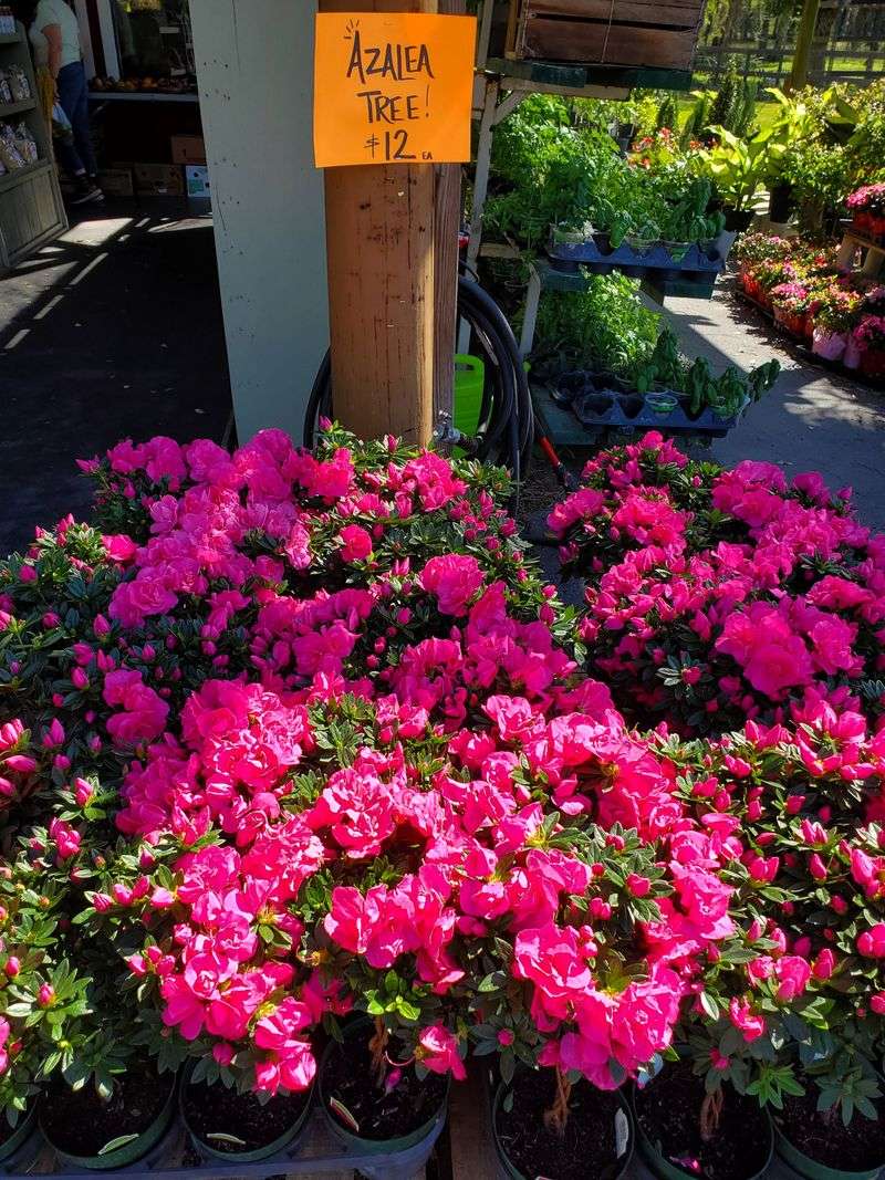 Plants, Orchids, and Garden Finds