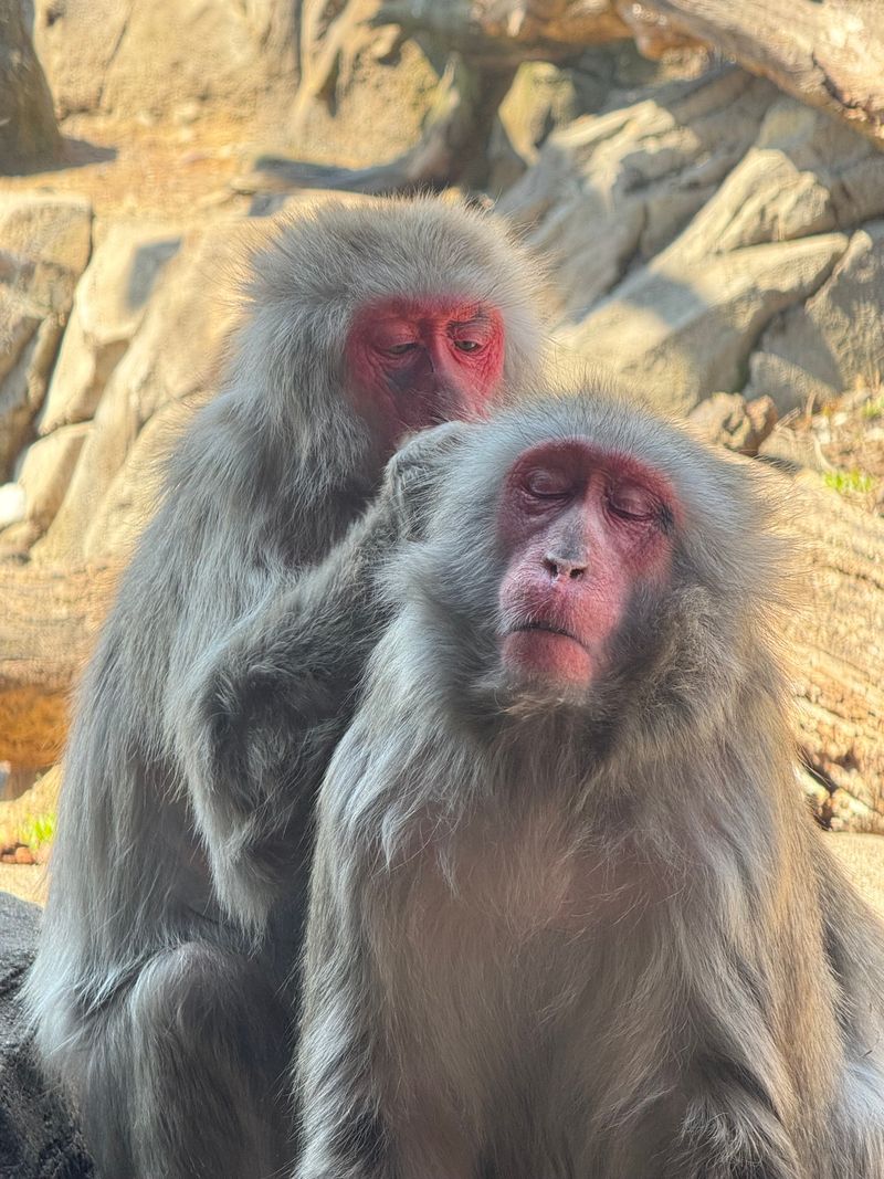 Illinois – Lincoln Park Zoo – Chicago