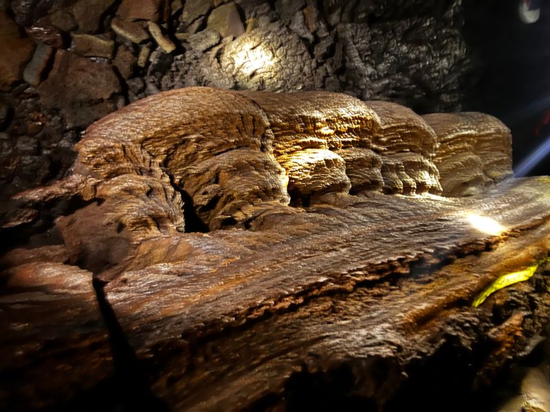 Kazumura Cave (guided sections) &mdash; Volcano, Hawaii