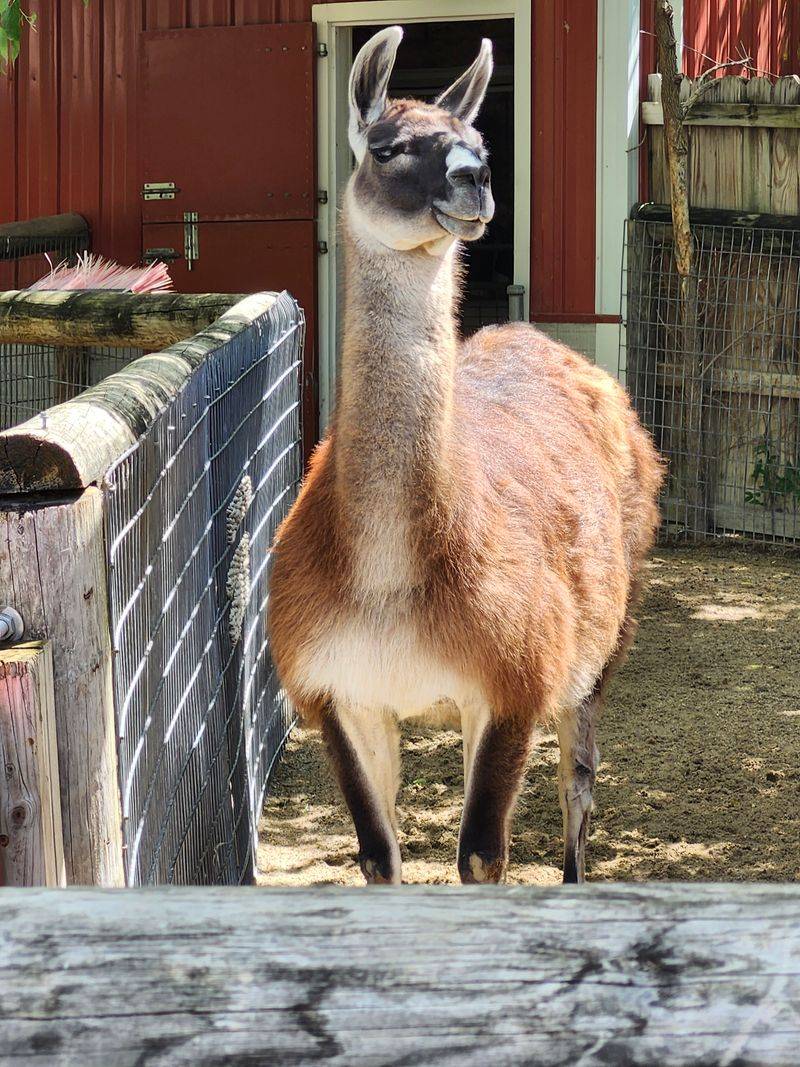 Iowa – Blank Park Zoo – Des Moines