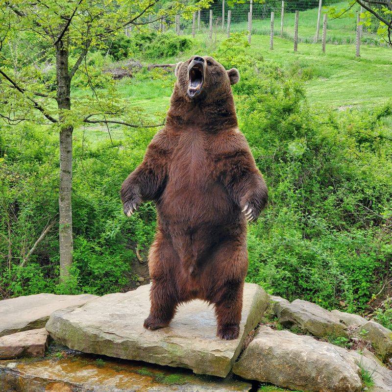 Bear and Wolf Education Presentations