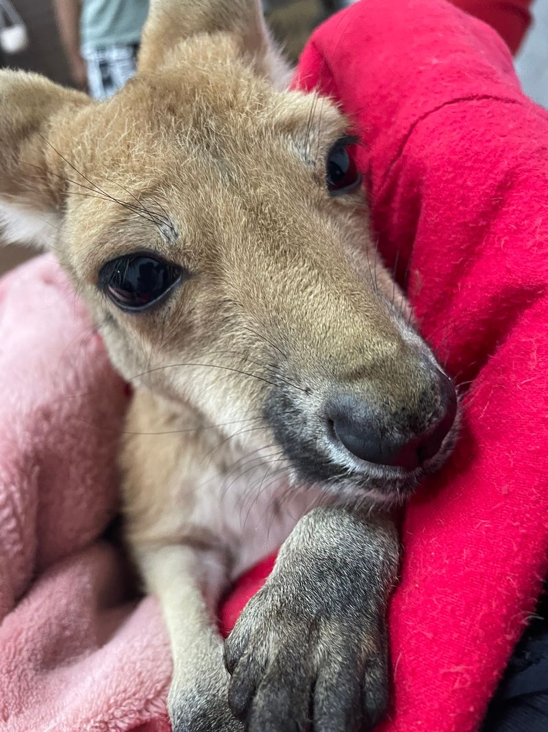 Baby Kangaroo Cuddles