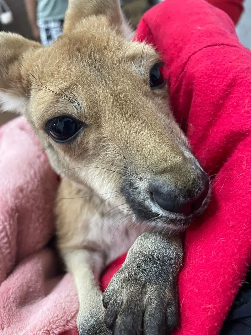 Baby Kangaroo Cuddles