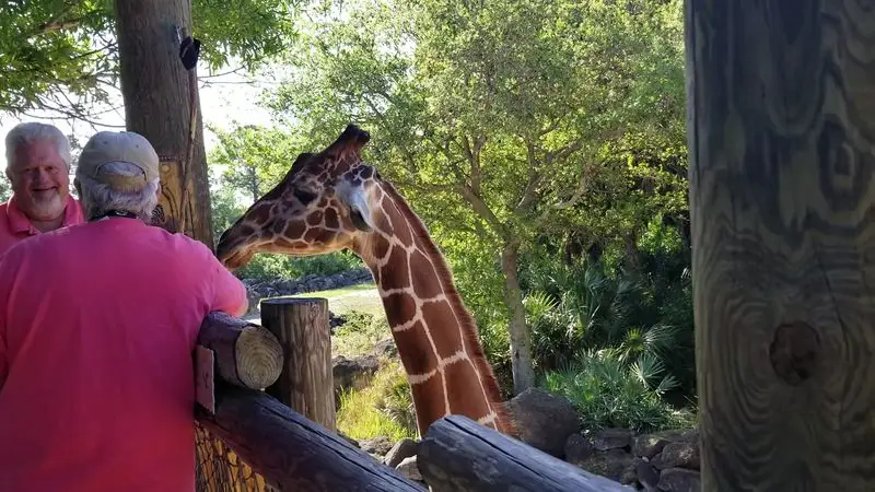 Giraffe Feeding on the Boardwalk