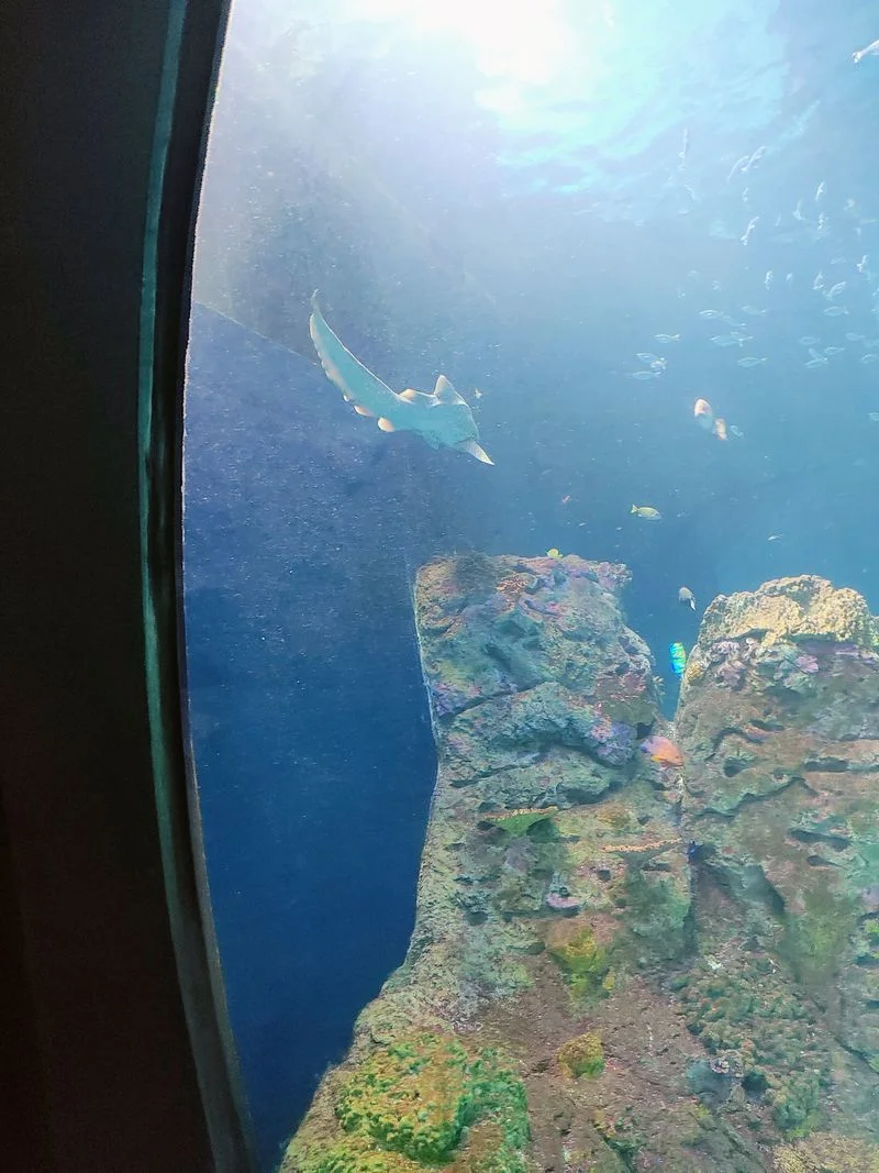 Aquarium Encounters to Prioritize