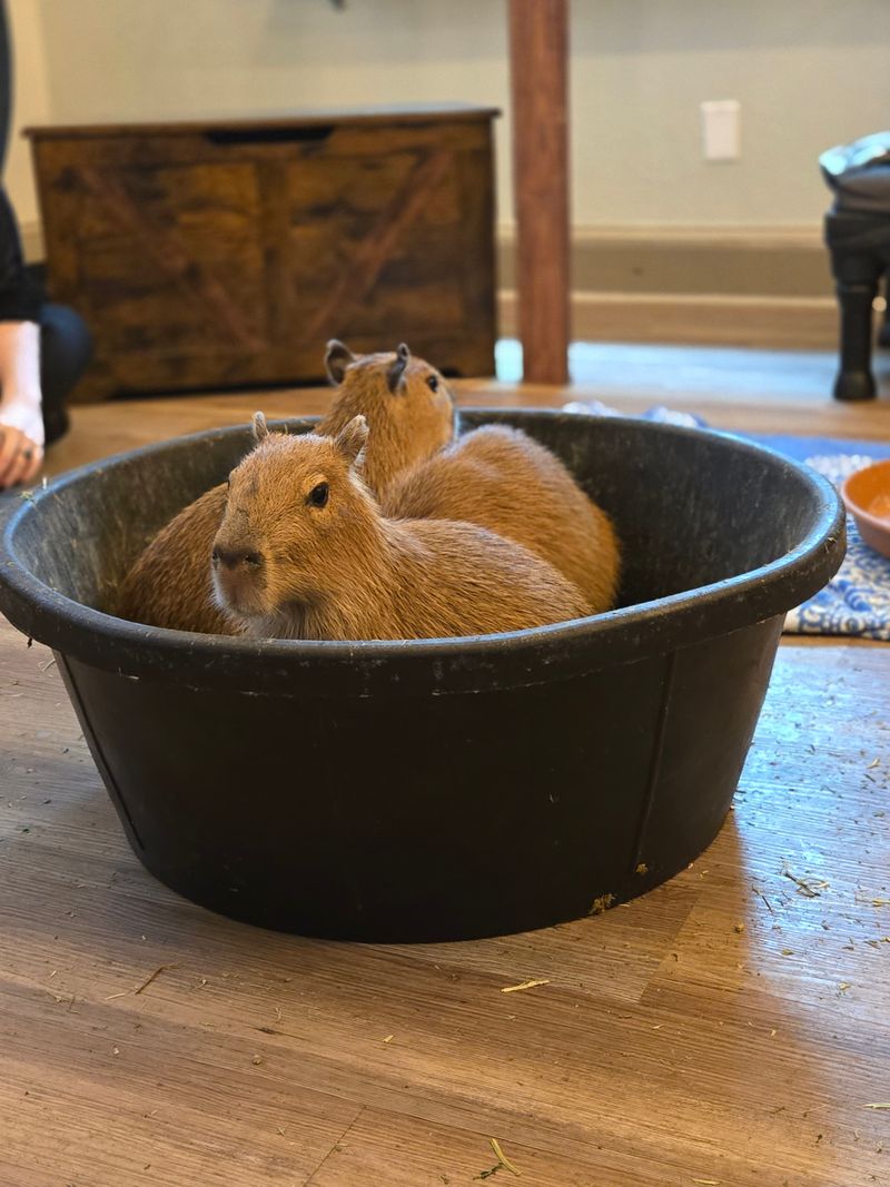 Meeting the stars: capybara behavior 101