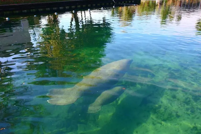 Manatee Mornings: Gentle Giants Up Close