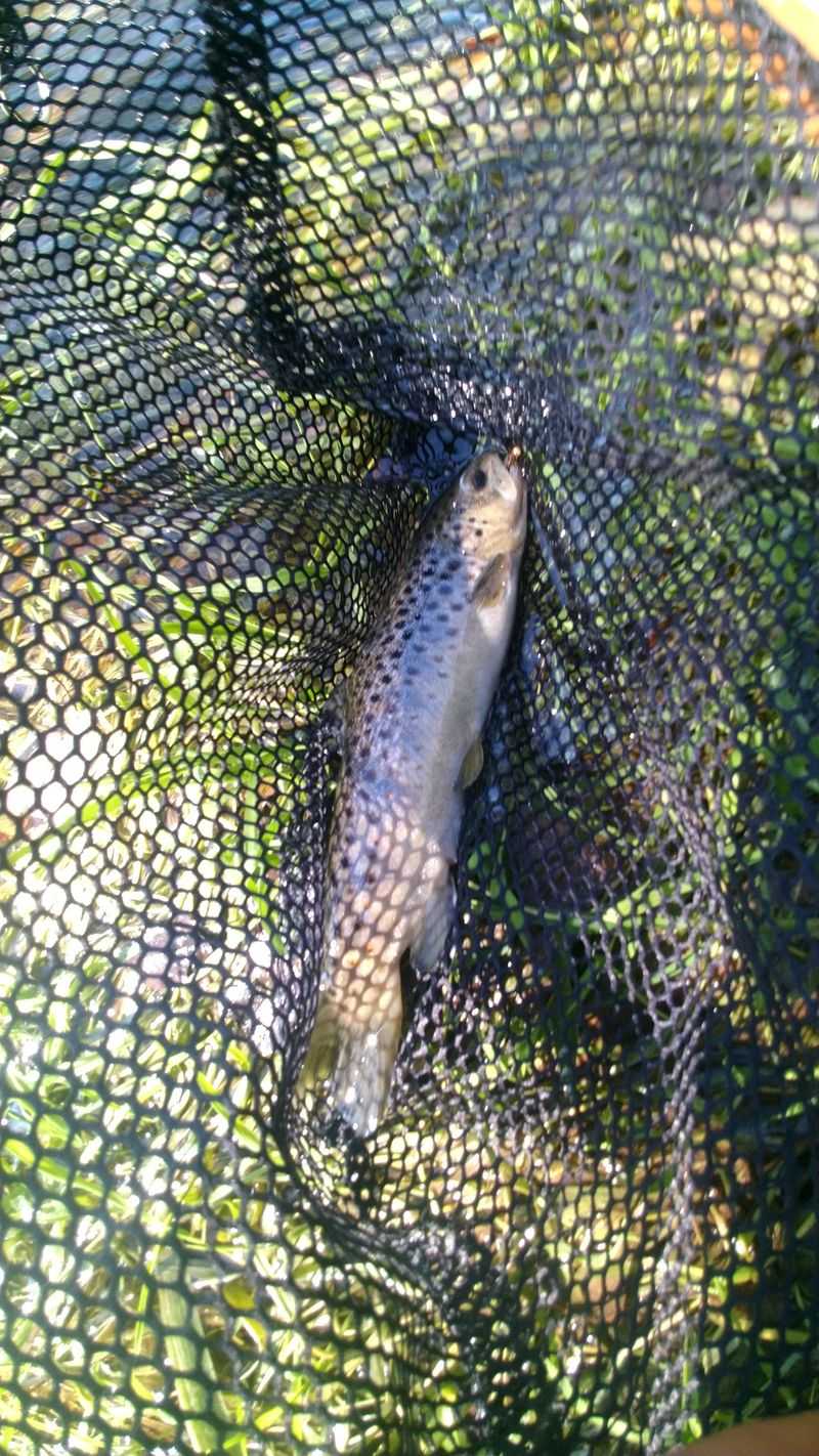 Fishing the creek and trout tactics