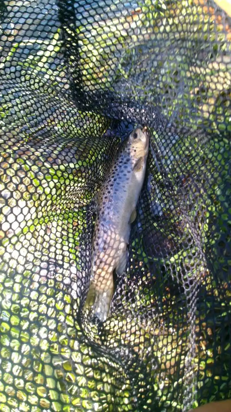 Fishing the creek and trout tactics