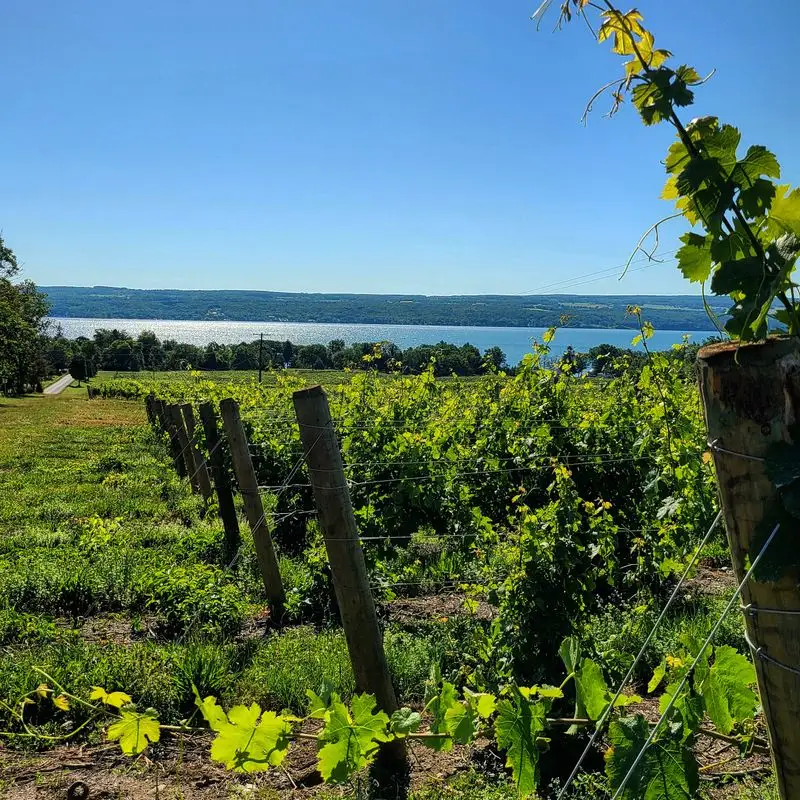 Finger Lakes Wine Trail (Seneca Lake)
