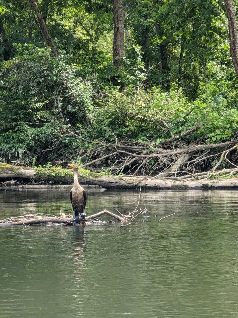 West End Gravel Turnouts for Birding