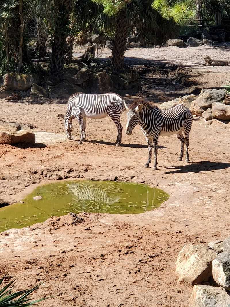 Behind-the-Scenes and Animal Encounters