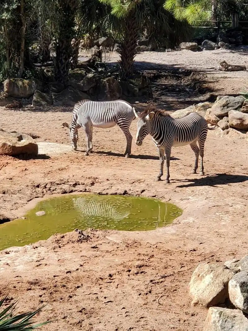 Behind-the-Scenes and Animal Encounters
