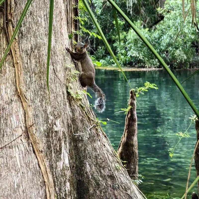Weeping Springs at Manatee Springs - Chiefland