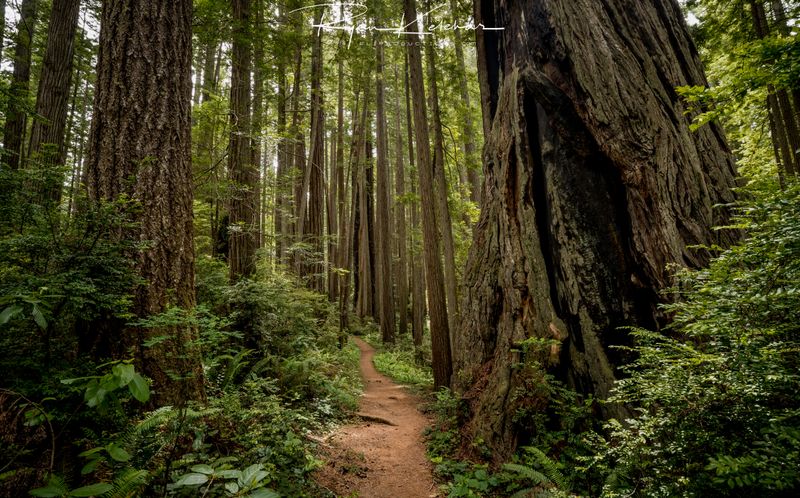 The Majestic Redwoods
