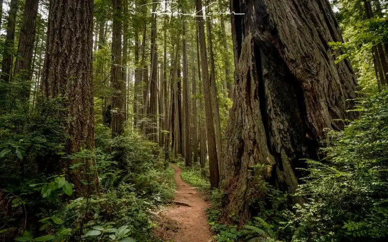 The Majestic Redwoods