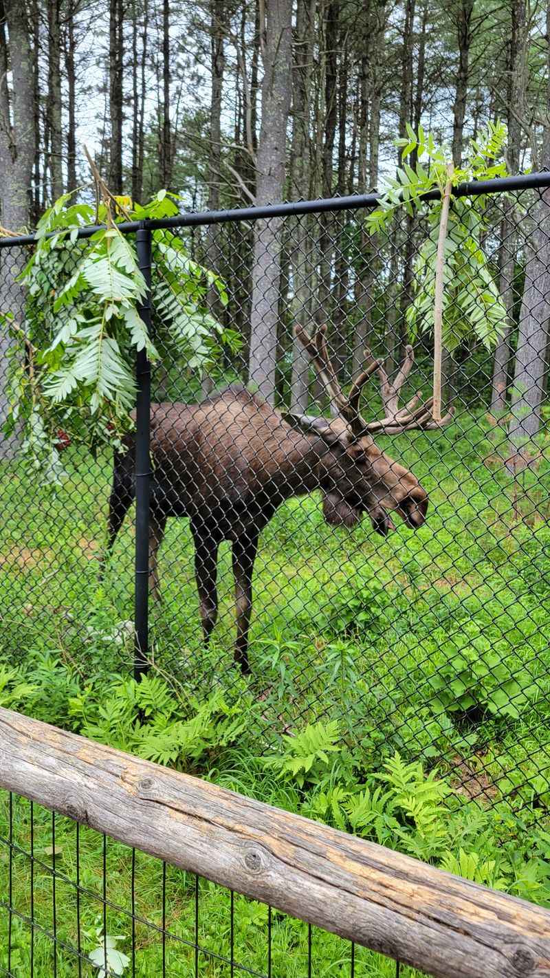 Maine – Maine Wildlife Park – Gray