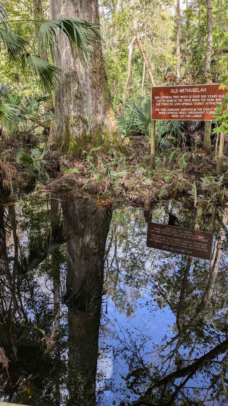 Hike the nature trails and meet Old Methuselah