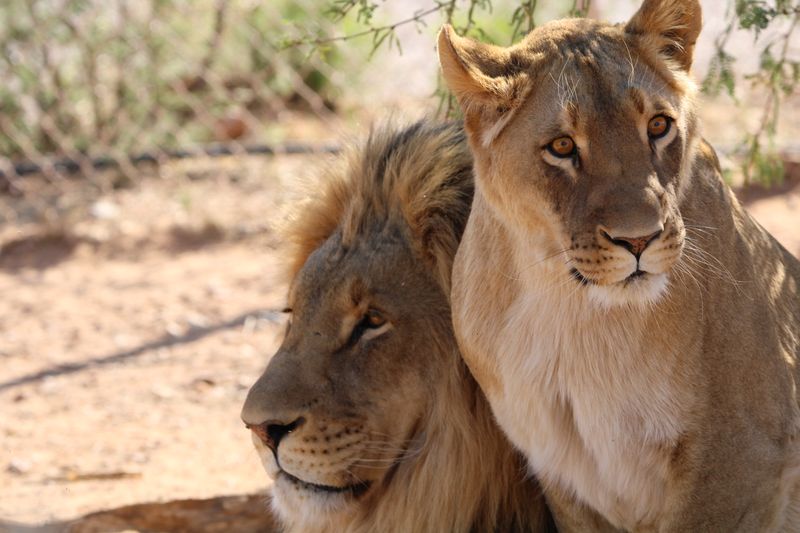 Out of Africa Wildlife Park – Camp Verde