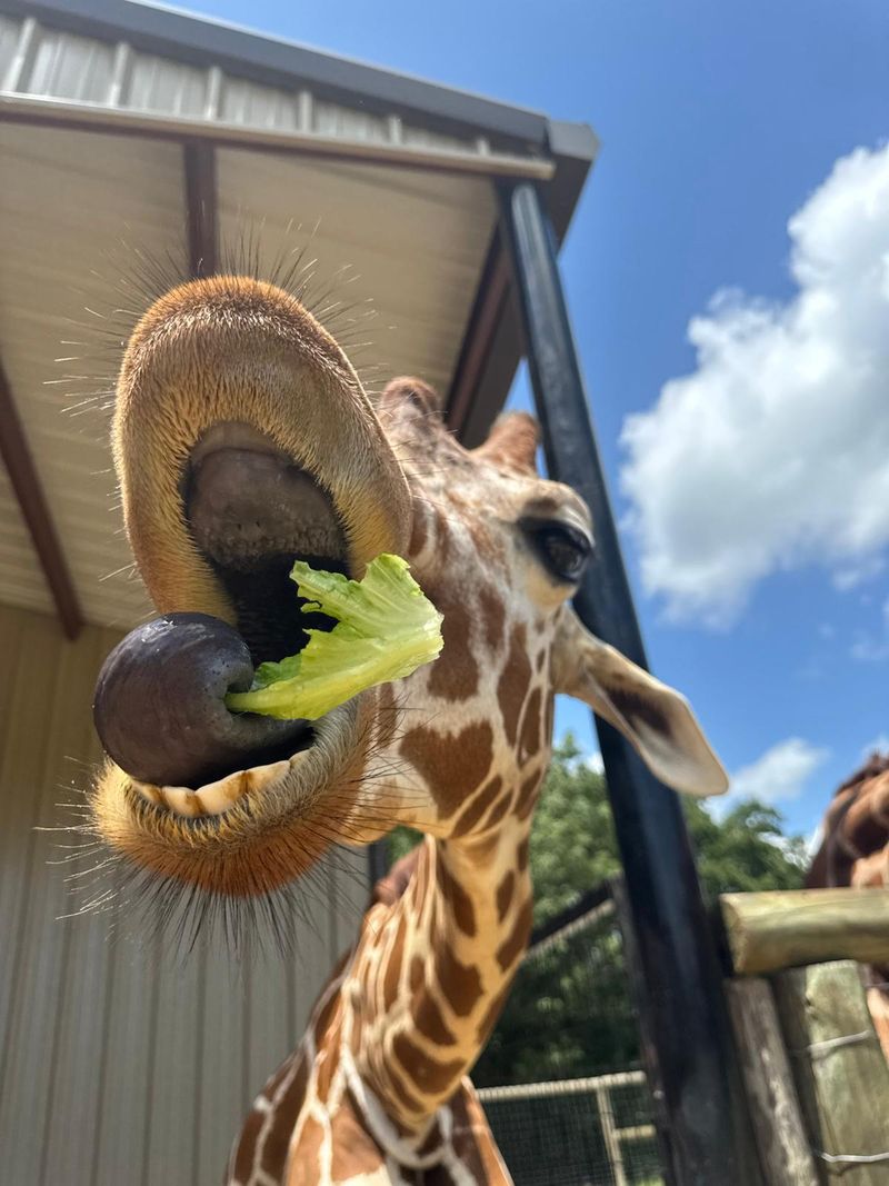 Giraffe Encounters in Safari Village