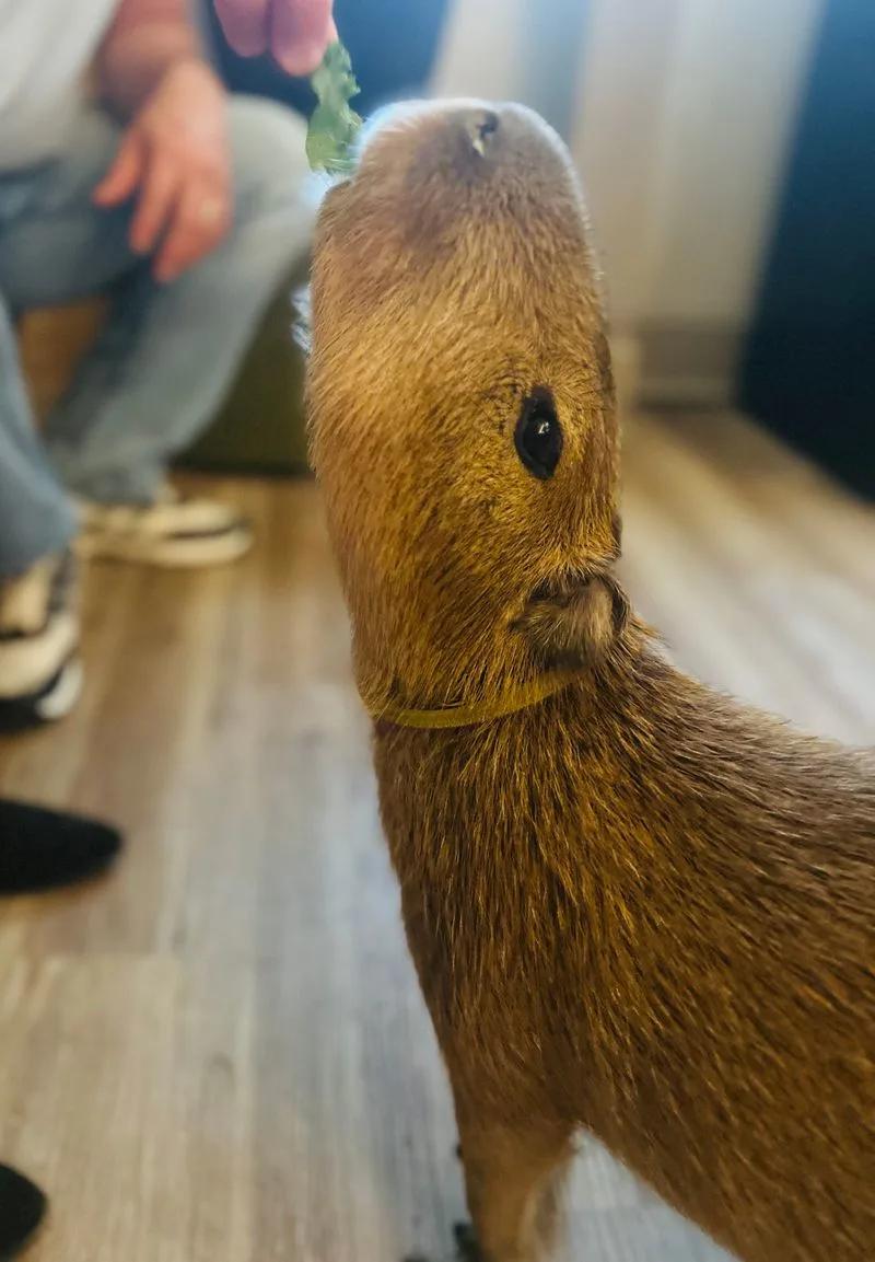 Beyond capys: friends you might meet